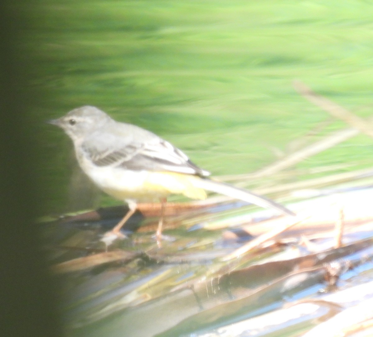 Gray Wagtail - ML623997575