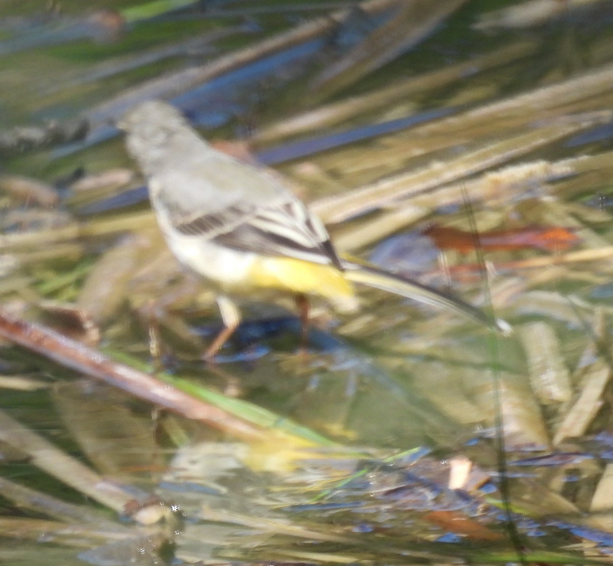 Gray Wagtail - ML623997576