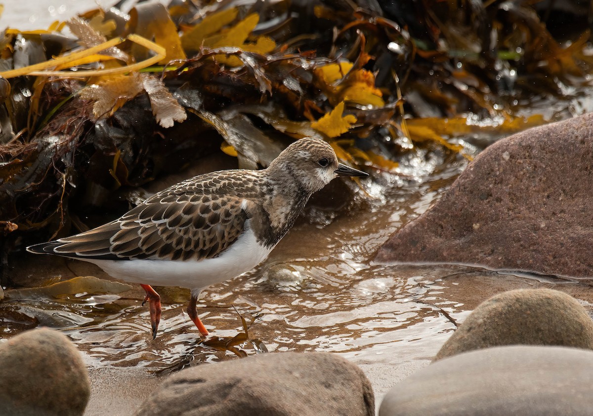 Ruddy Turnstone - ML623997577