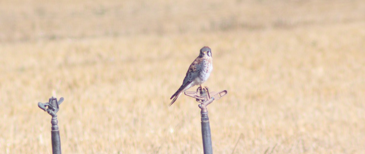 American Kestrel - ML623997579