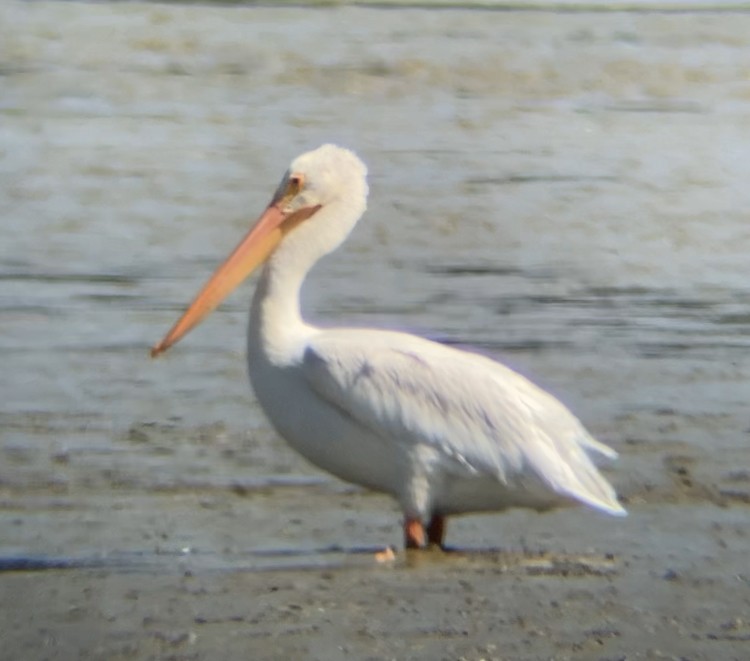 American White Pelican - Tom Frankel