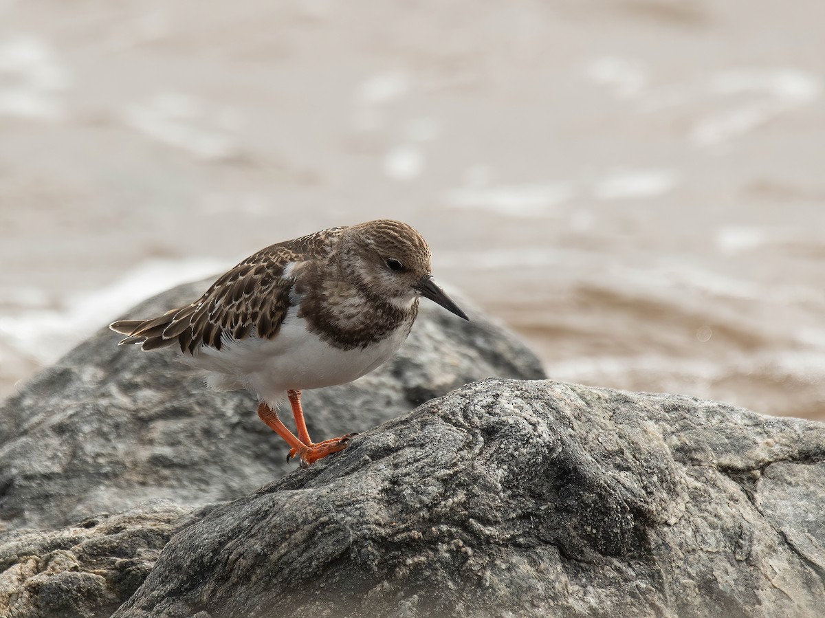 Ruddy Turnstone - Peggy Scanlan