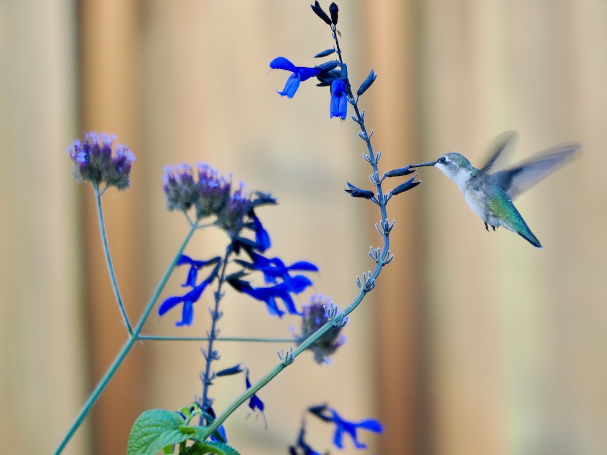 Ruby-throated Hummingbird - Lorri W