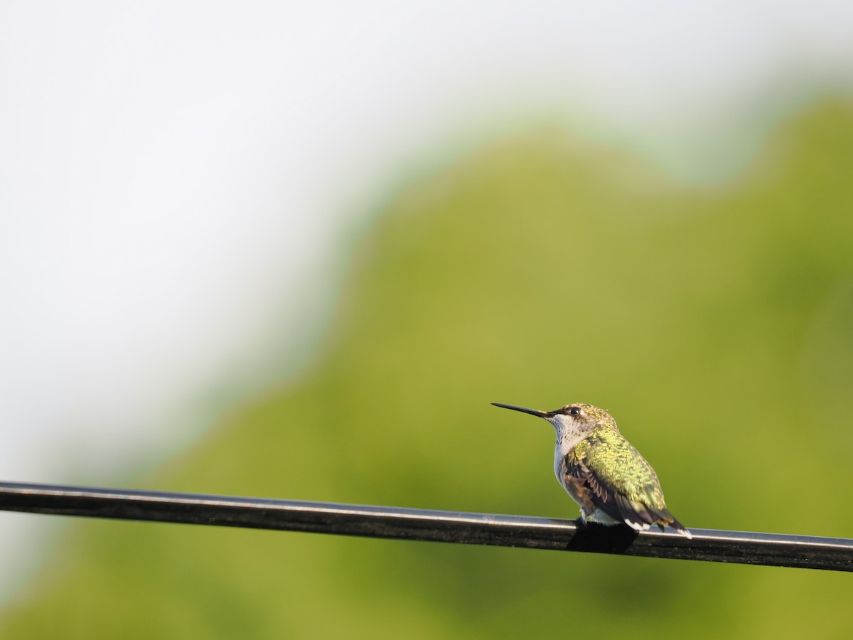 Ruby-throated Hummingbird - ML623997595