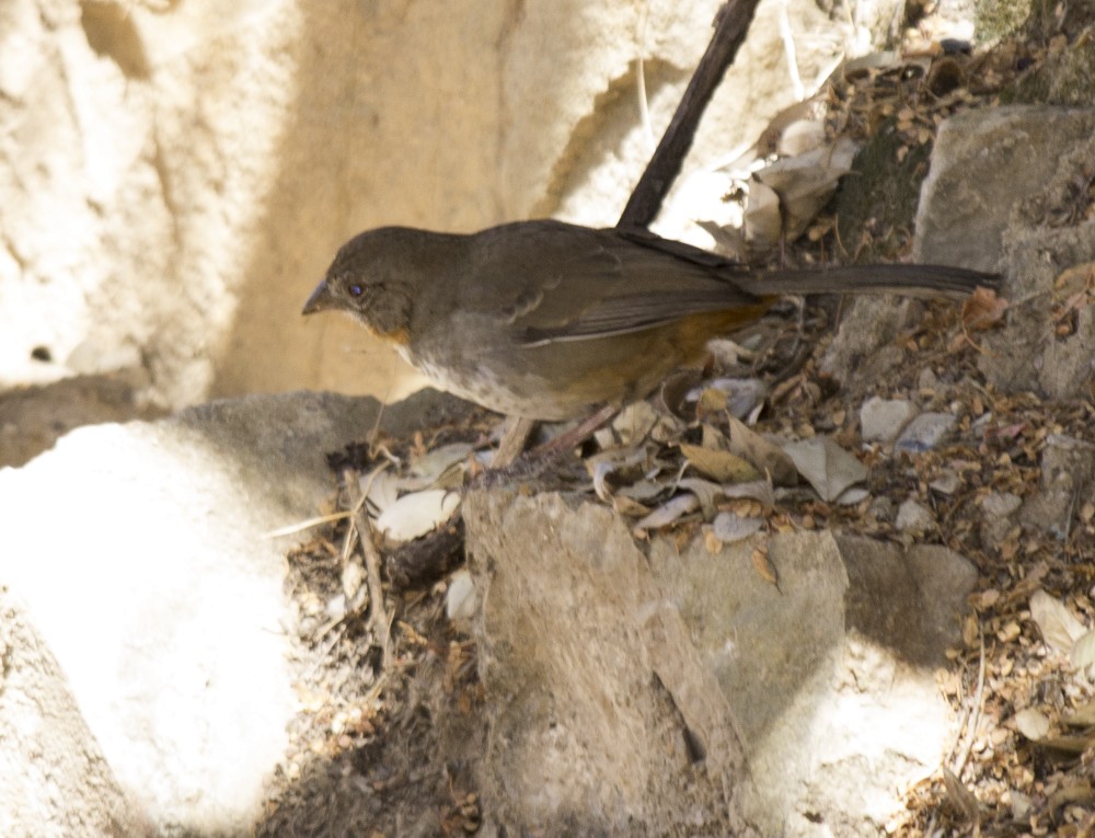 White-throated Towhee - ML623997597