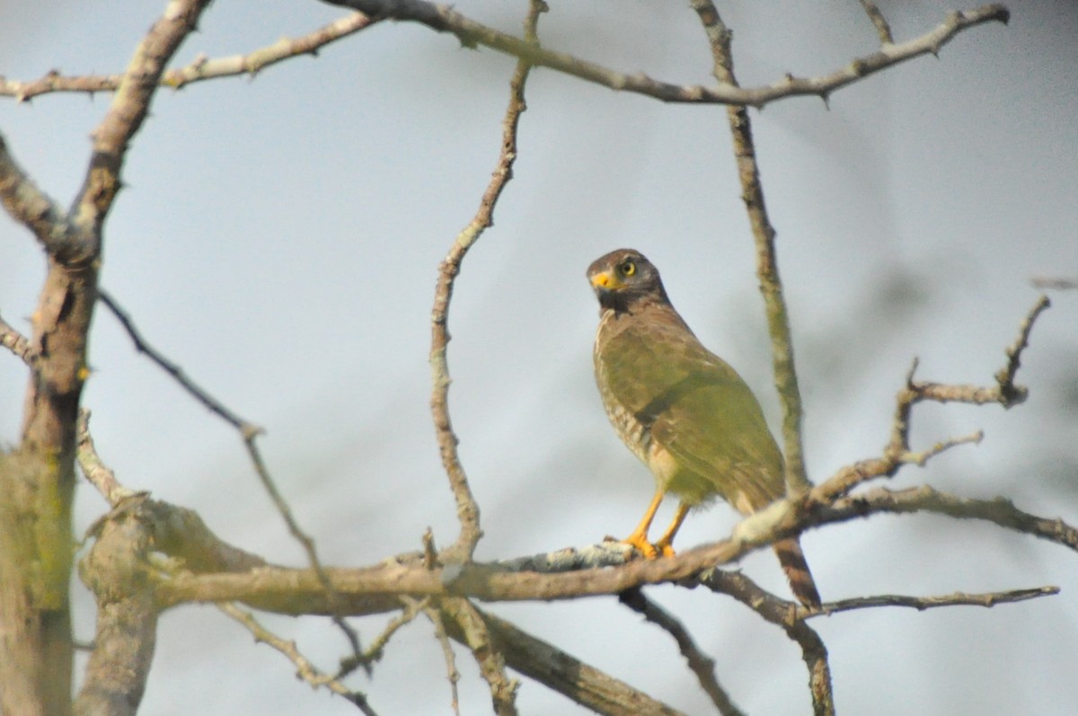 Roadside Hawk - ML623997636