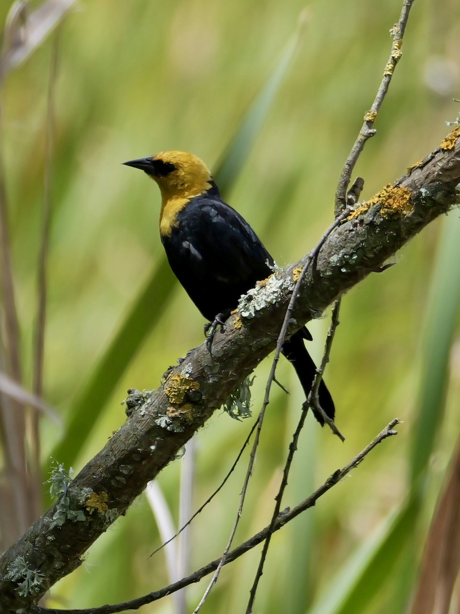 Yellow-hooded Blackbird - ML623997657