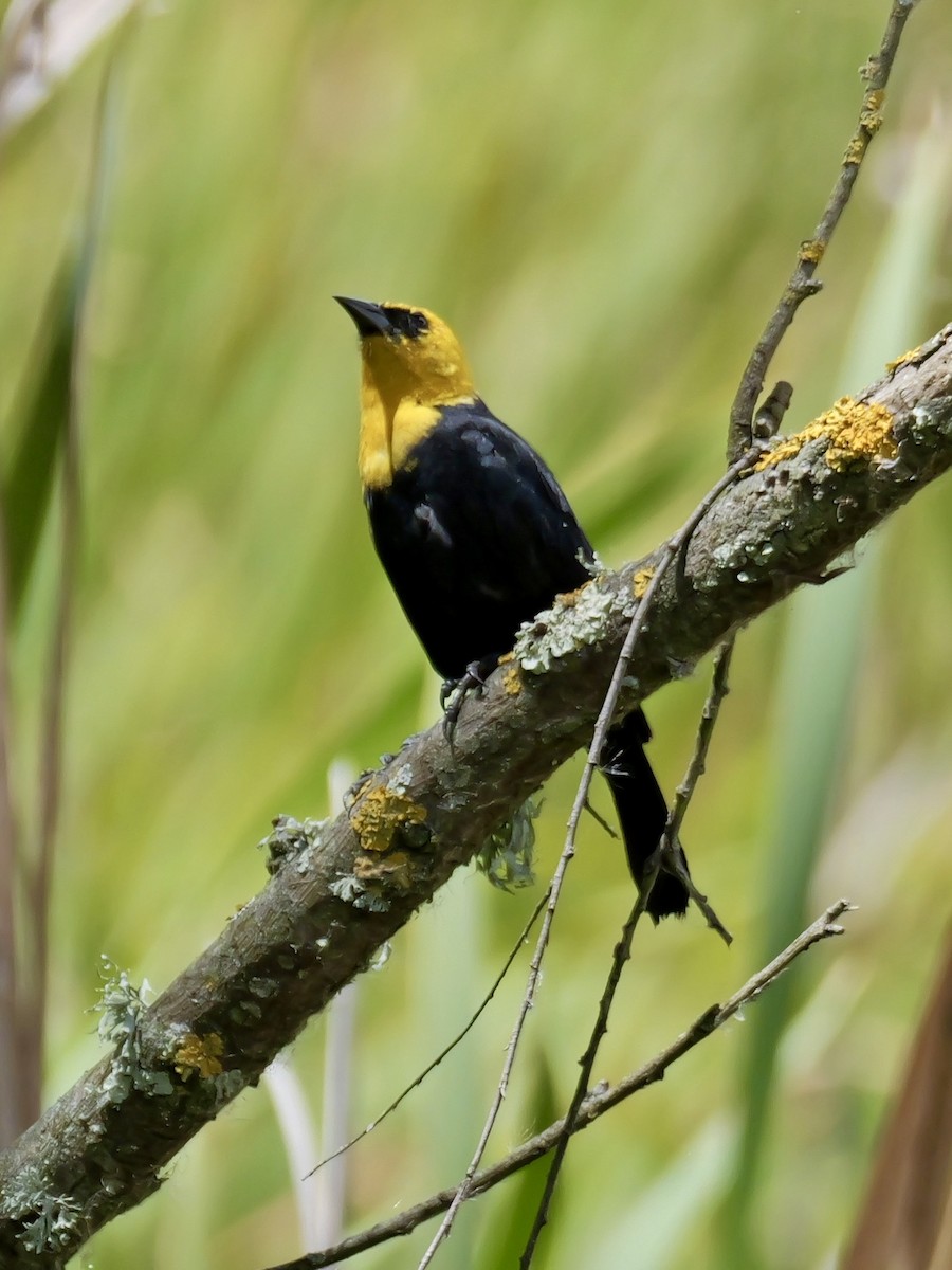 Yellow-hooded Blackbird - ML623997658