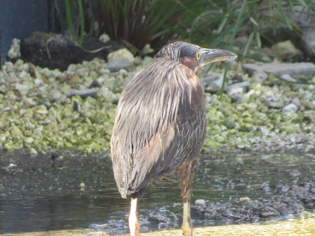 Green Heron - ML623997670