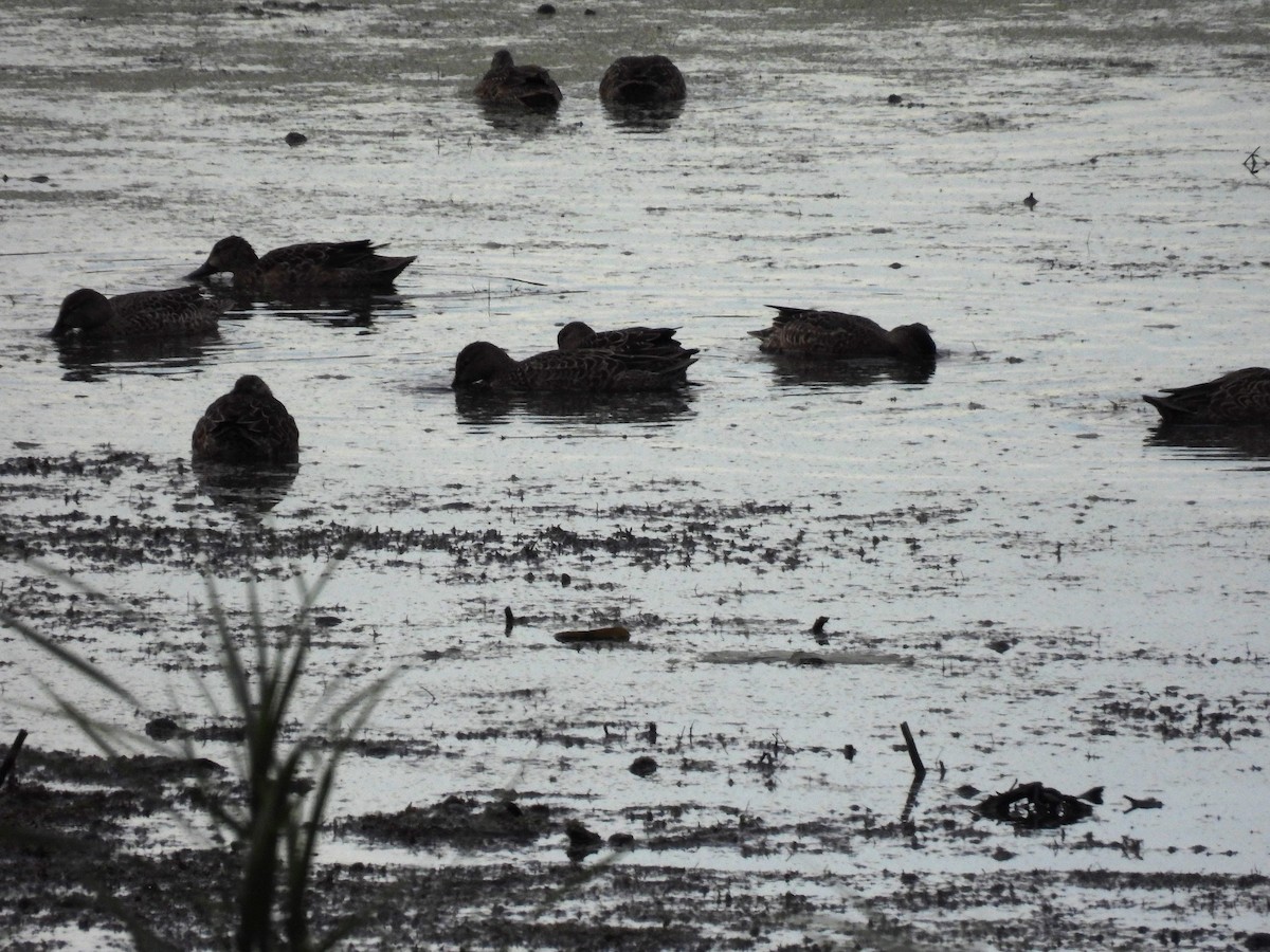 Green-winged Teal (American) - ML623997675