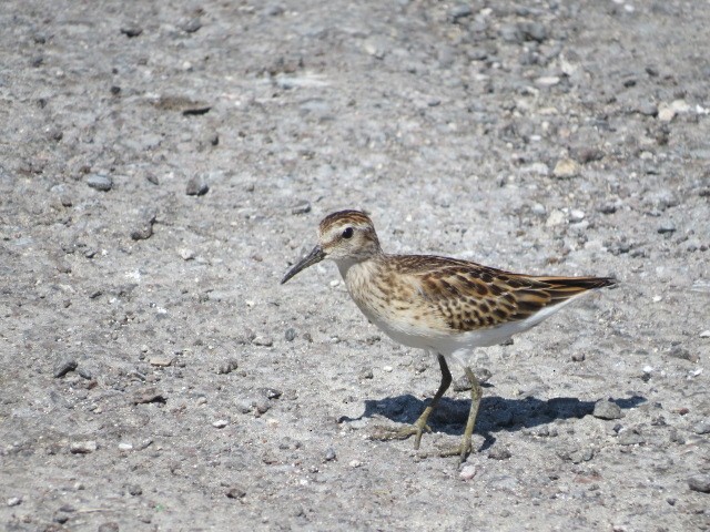 Least Sandpiper - ML623997685