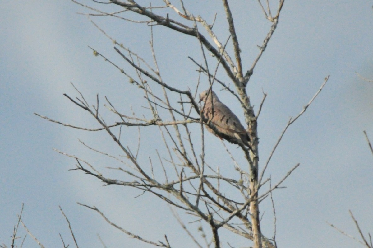 Common Ground Dove - ML623997687