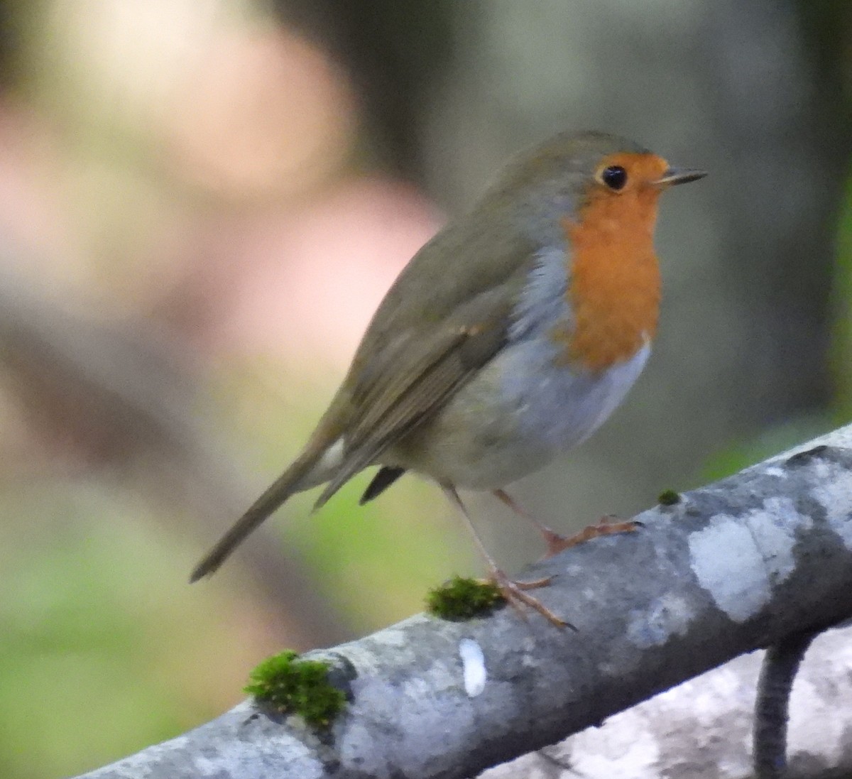 European Robin - ML623997690