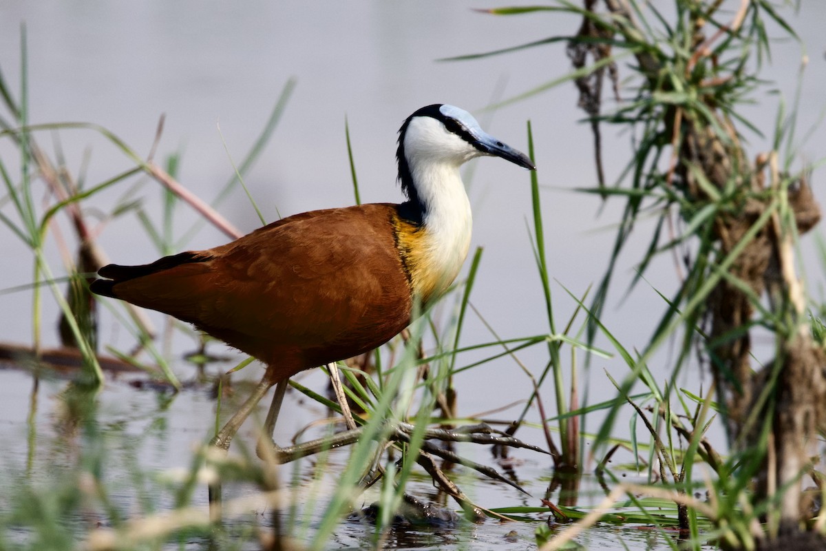 African Jacana - ML623997698