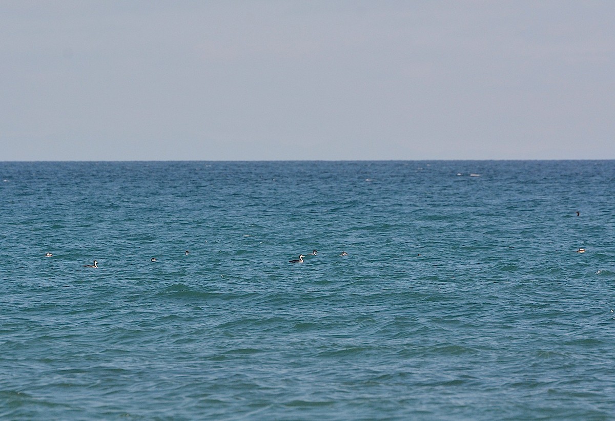 Western Grebe - ML623997705