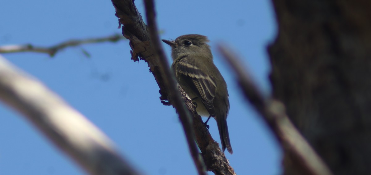 Hammond's Flycatcher - ML623997718