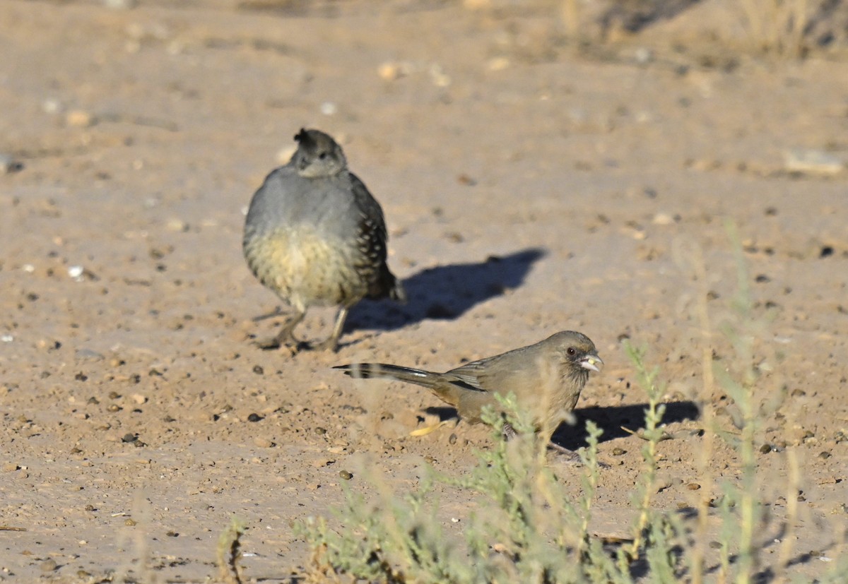 Abert's Towhee - ML623997720