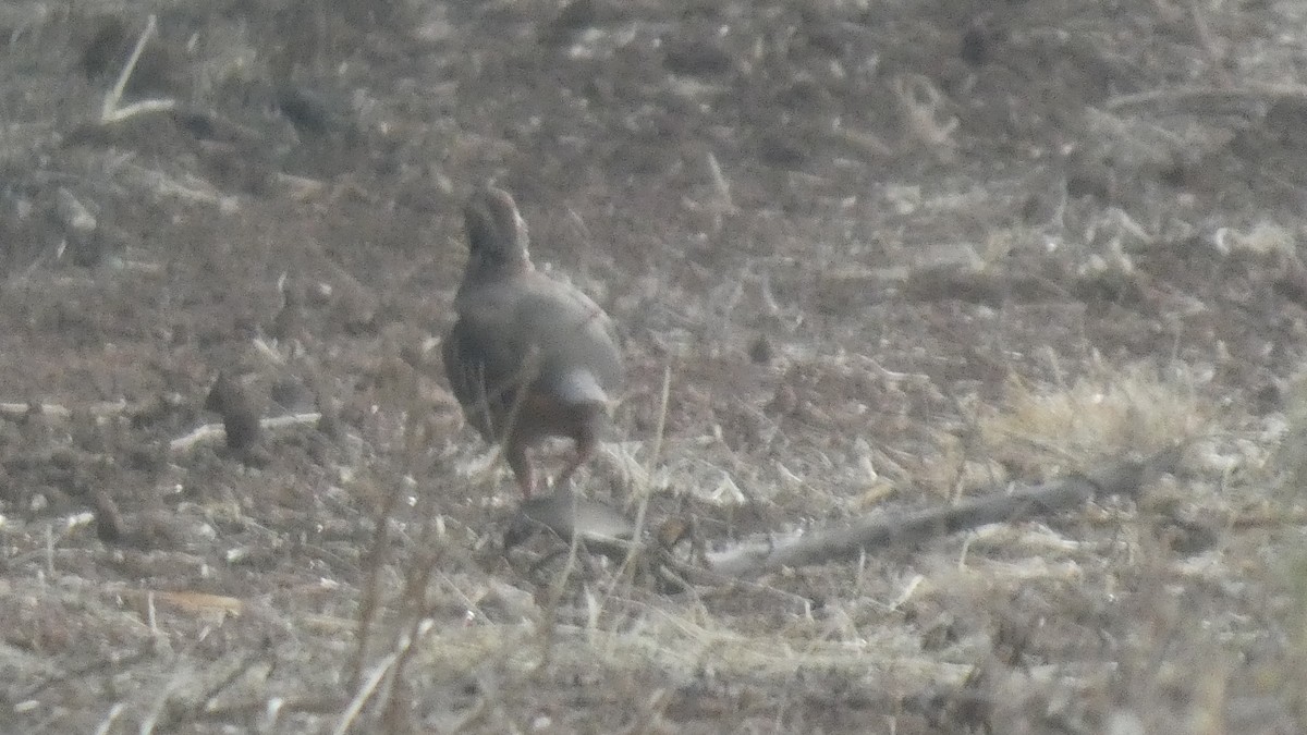 Red-legged Partridge - ML623997732