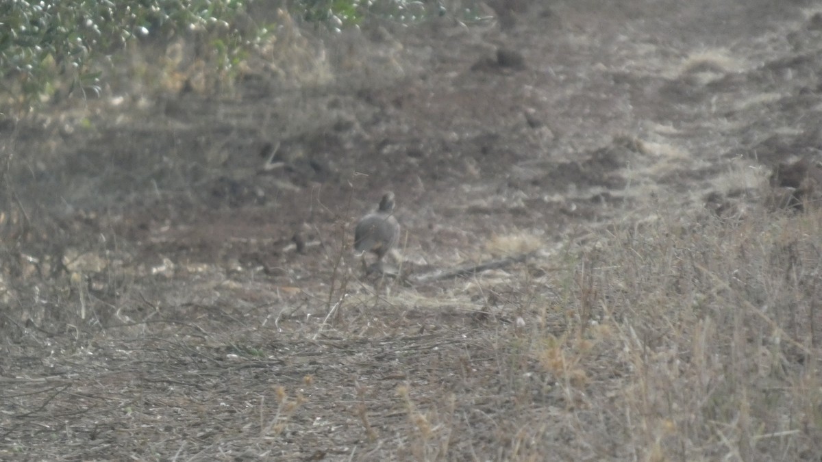 Red-legged Partridge - ML623997733