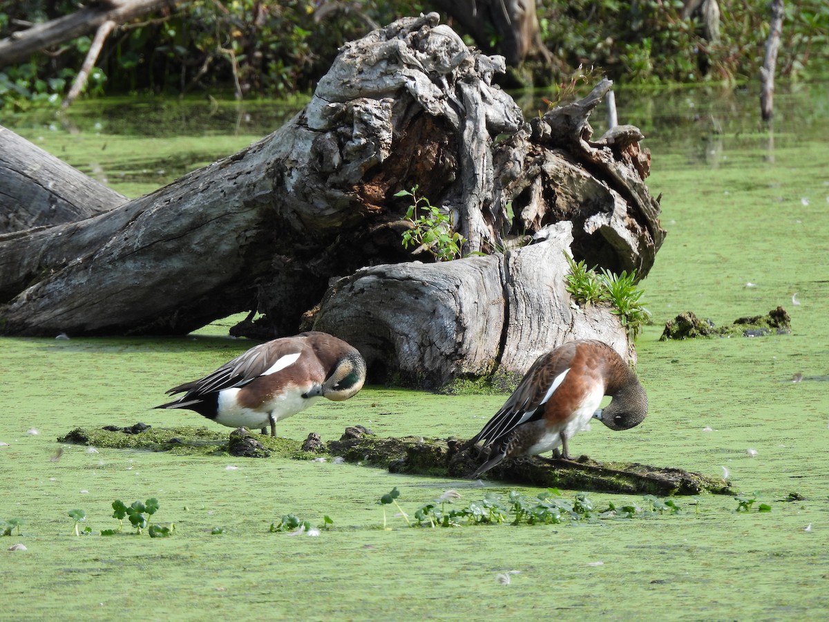 American Wigeon - ML623997746