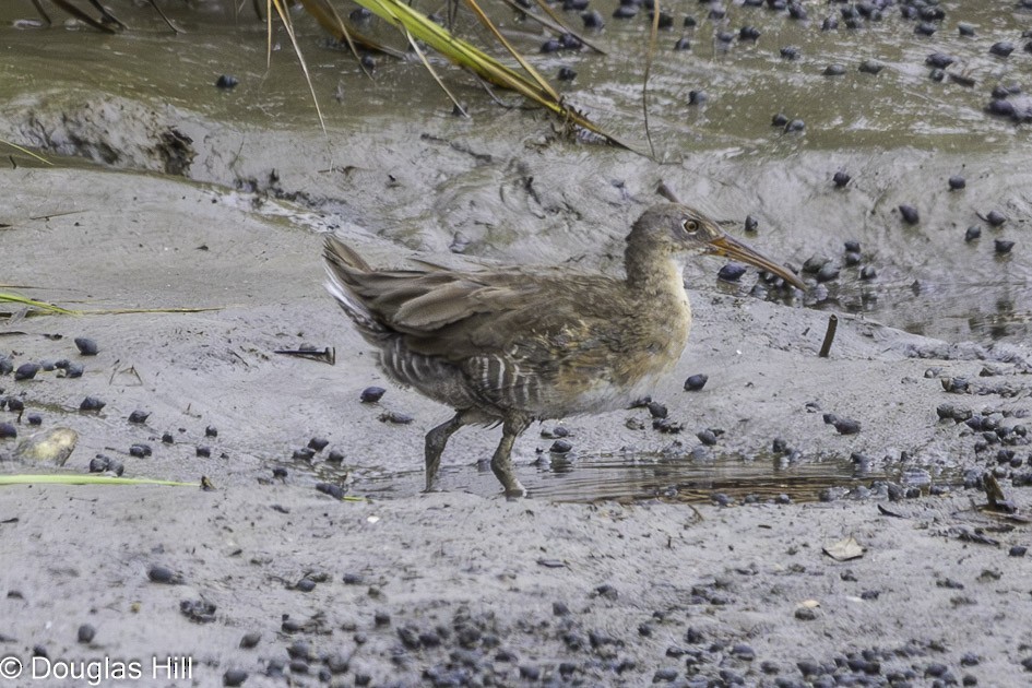 Clapper Rail - ML623997761