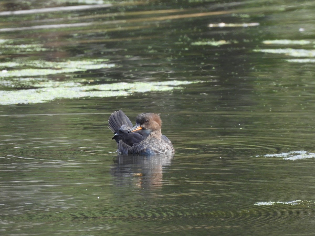 Hooded Merganser - ML623997762