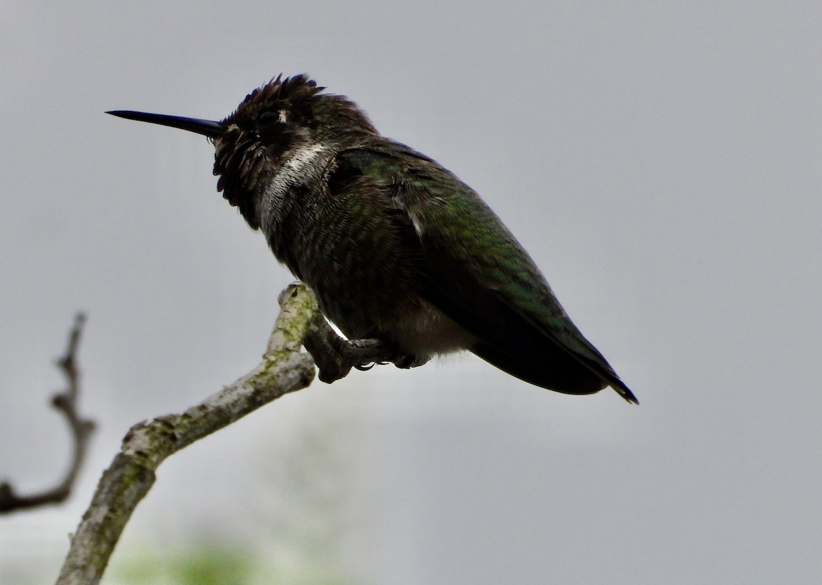 Anna's Hummingbird - ML623997763