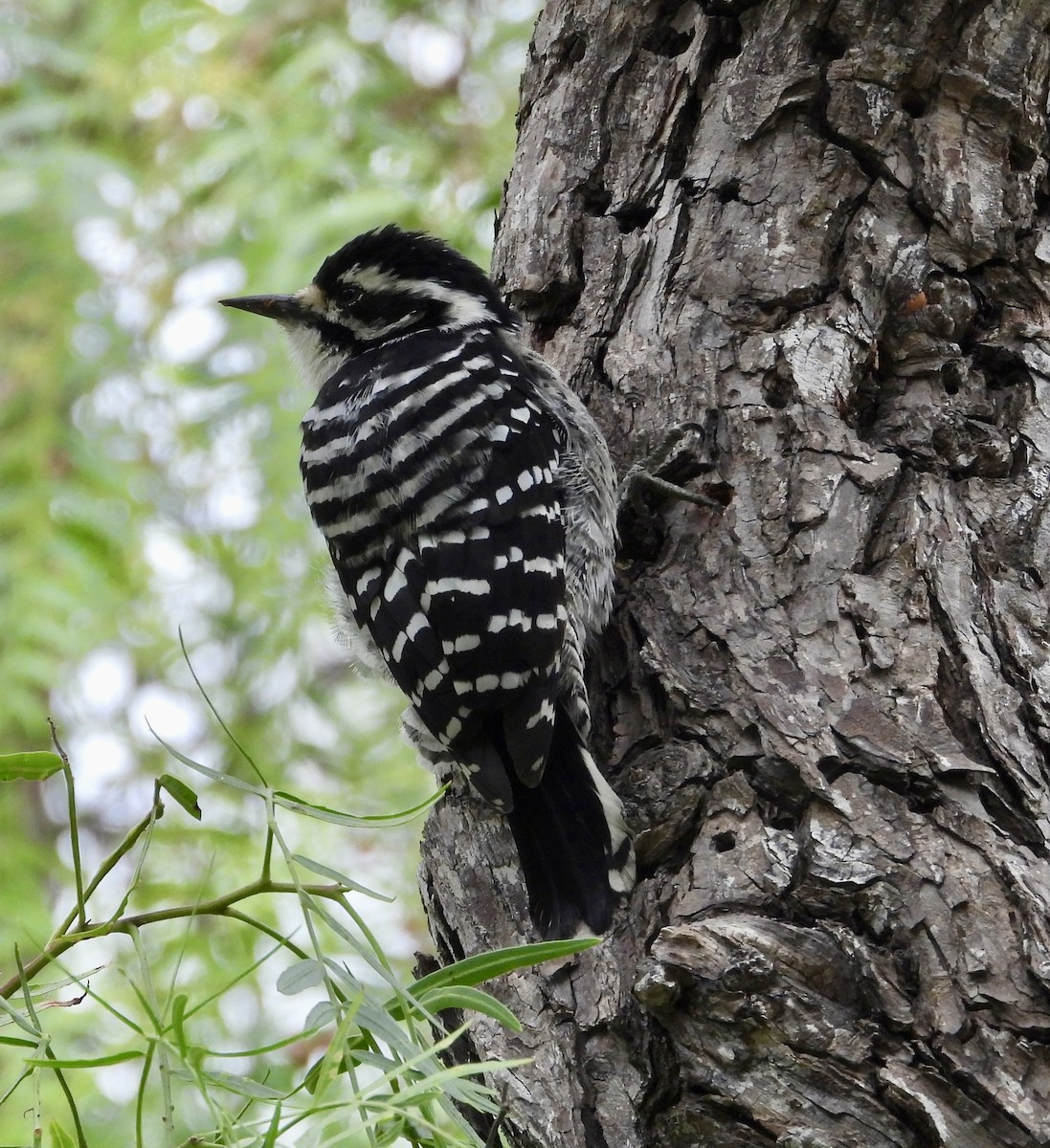 Nuttall's Woodpecker - Cathie Canepa