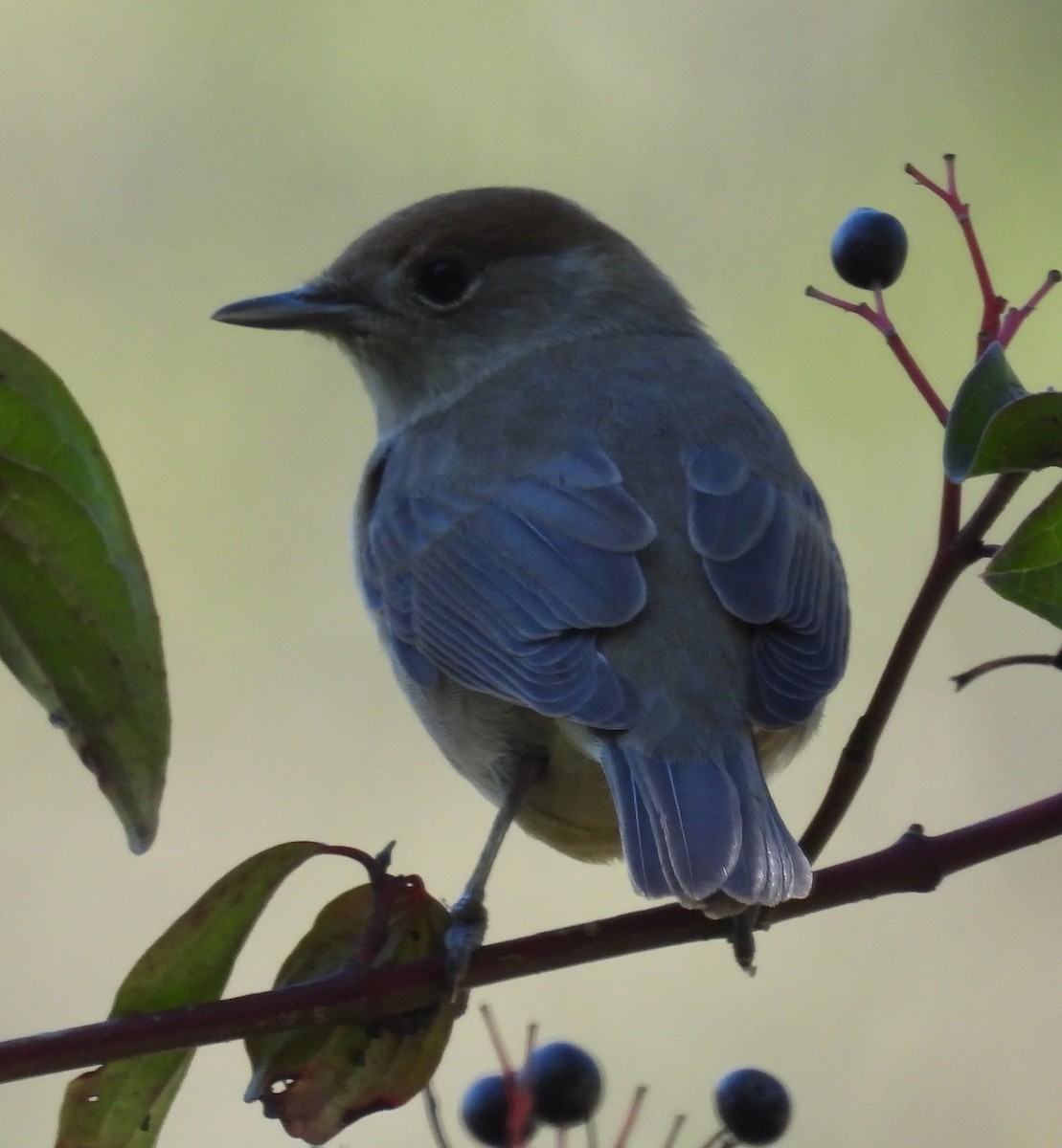 Eurasian Blackcap - mark zdeblick