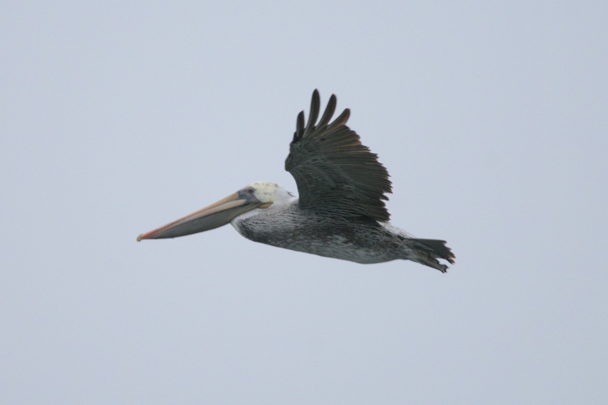 Brown Pelican - ML623997791