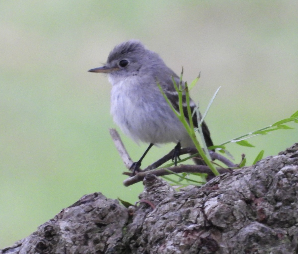 Gray Flycatcher - ML623997796