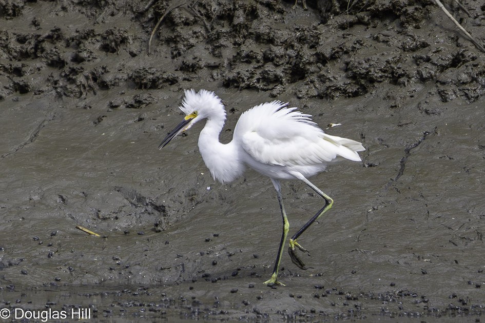 Snowy Egret - ML623997810