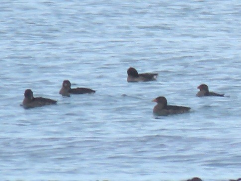 Rhinoceros Auklet - ML623997812