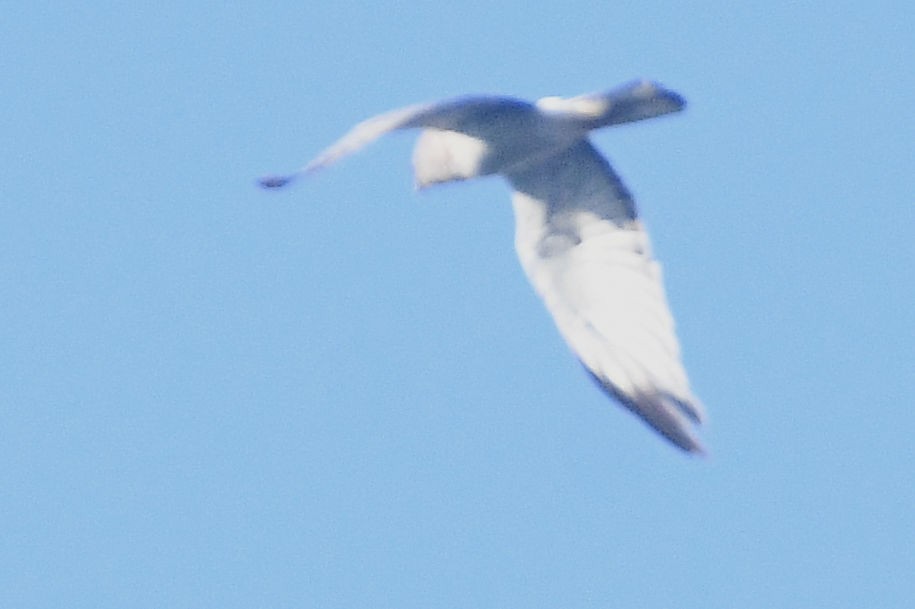 Northern Harrier - ML623997819