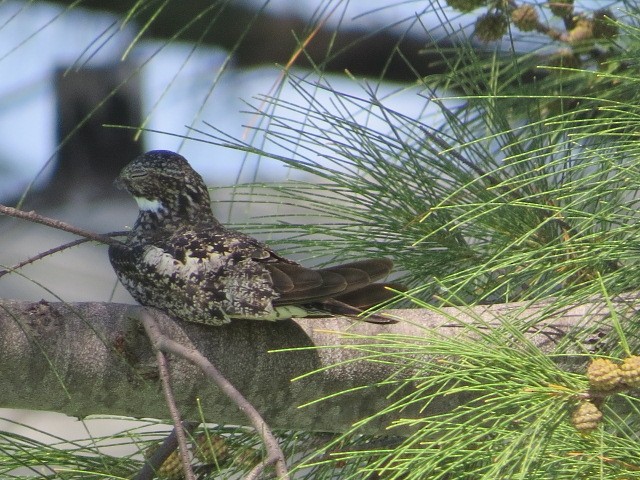 Antillean Nighthawk - Lillian Russell