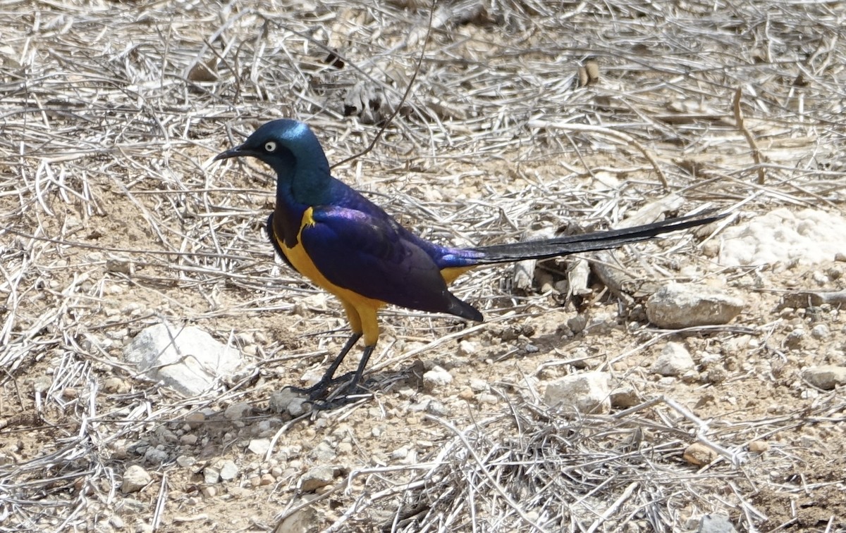 Golden-breasted Starling - ML623997832