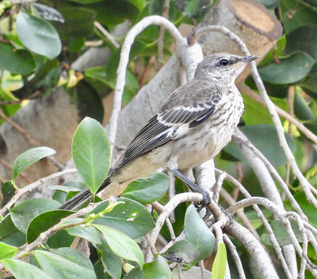 Northern Mockingbird - ML623997835