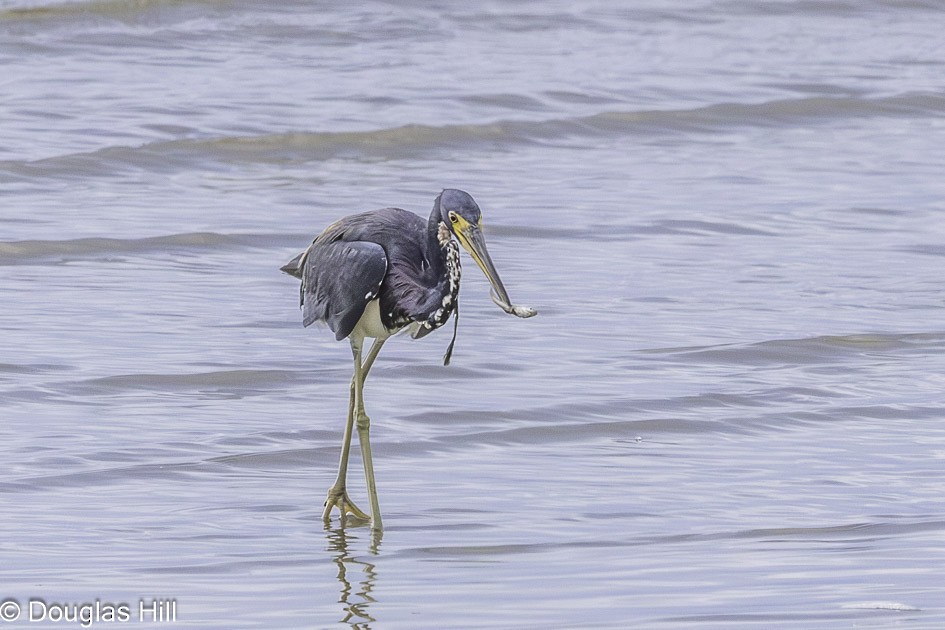 Tricolored Heron - ML623997838