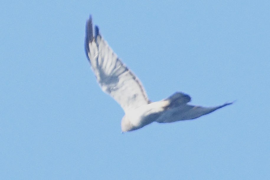 Northern Harrier - ML623997840