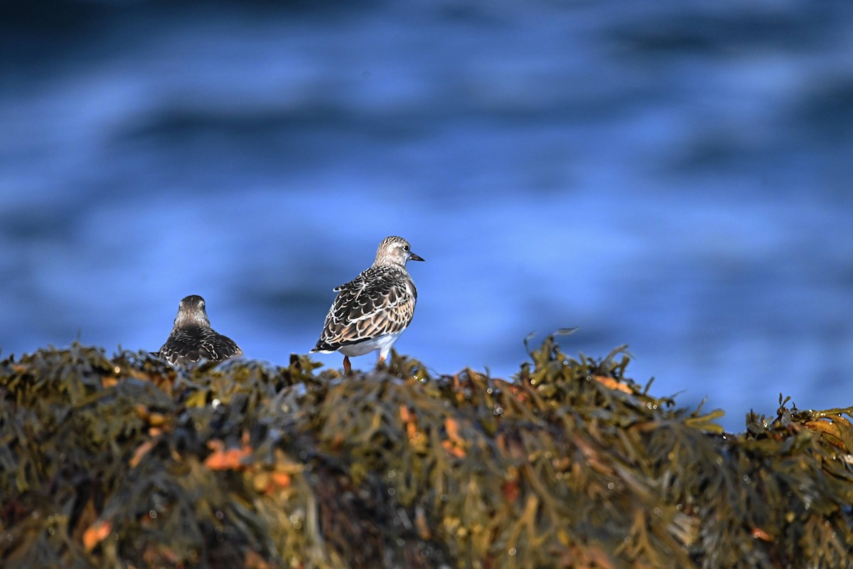 Ruddy Turnstone - ML623997843