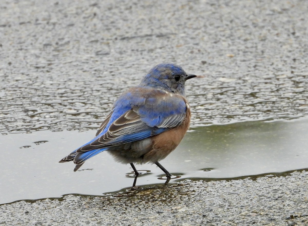 Western Bluebird - ML623997886