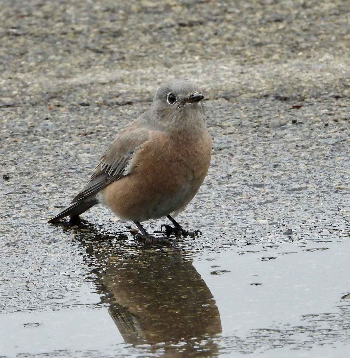 Western Bluebird - ML623997887