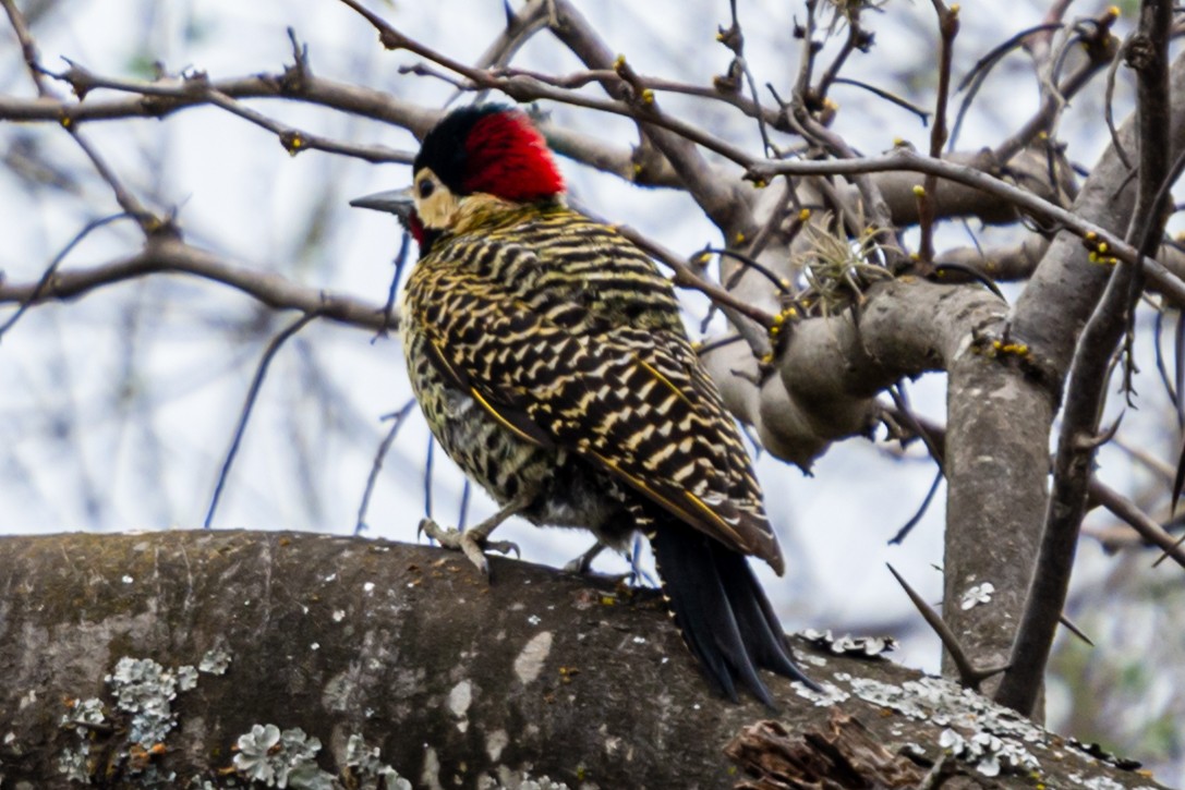 Green-barred Woodpecker - ML623997893