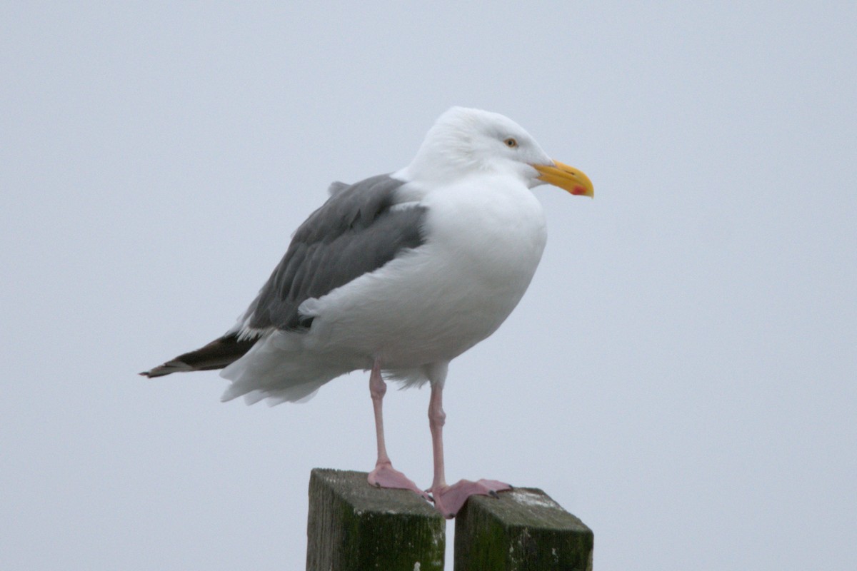 Western Gull - ML623997901