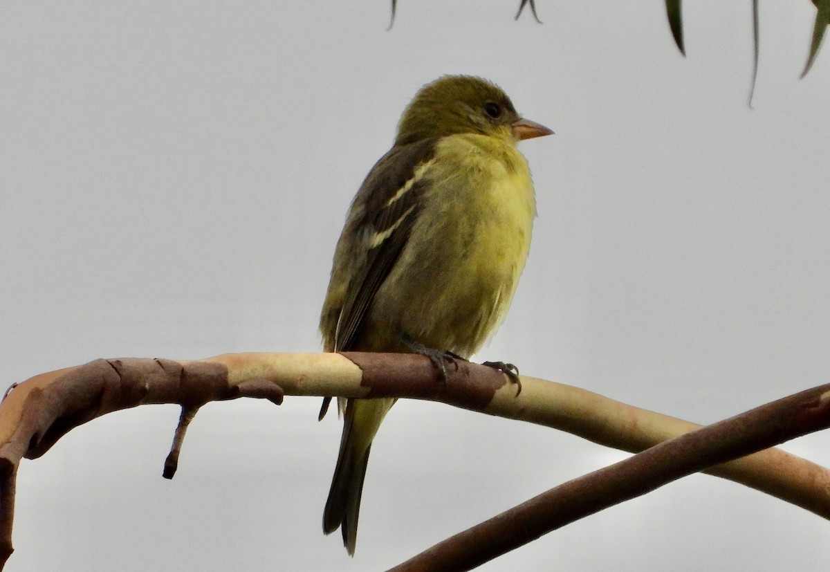 Western Tanager - ML623997910