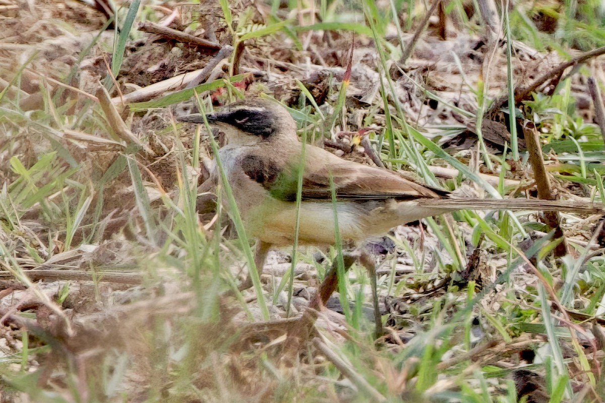 Cape Wagtail - ML623997915