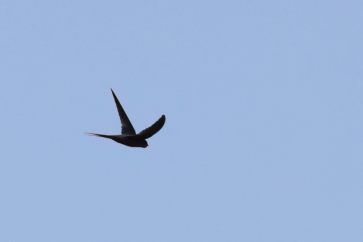 African Palm Swift - ML623997926