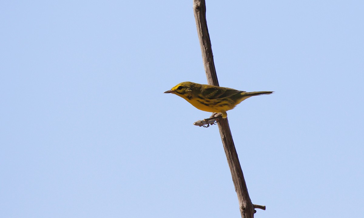 Prairie Warbler - ML623997936