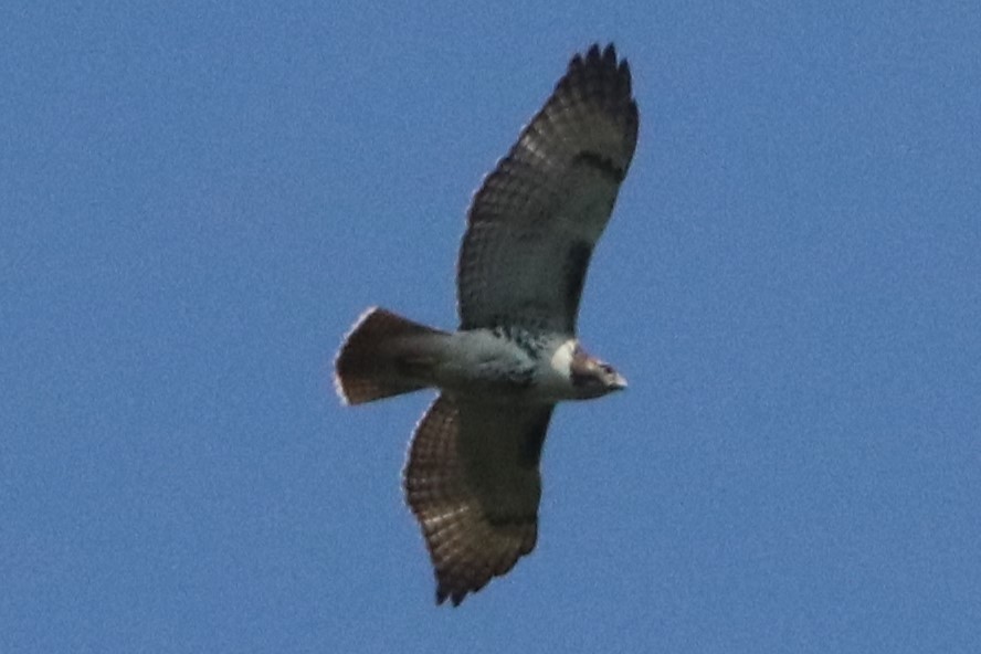 Red-tailed Hawk - ML623997939