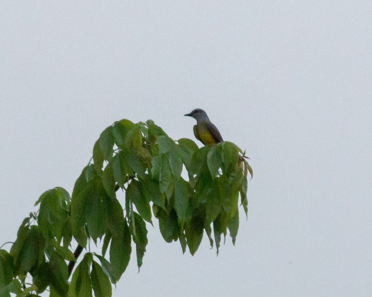 Tropical Kingbird - Felipe Gulin - Observatório Alado